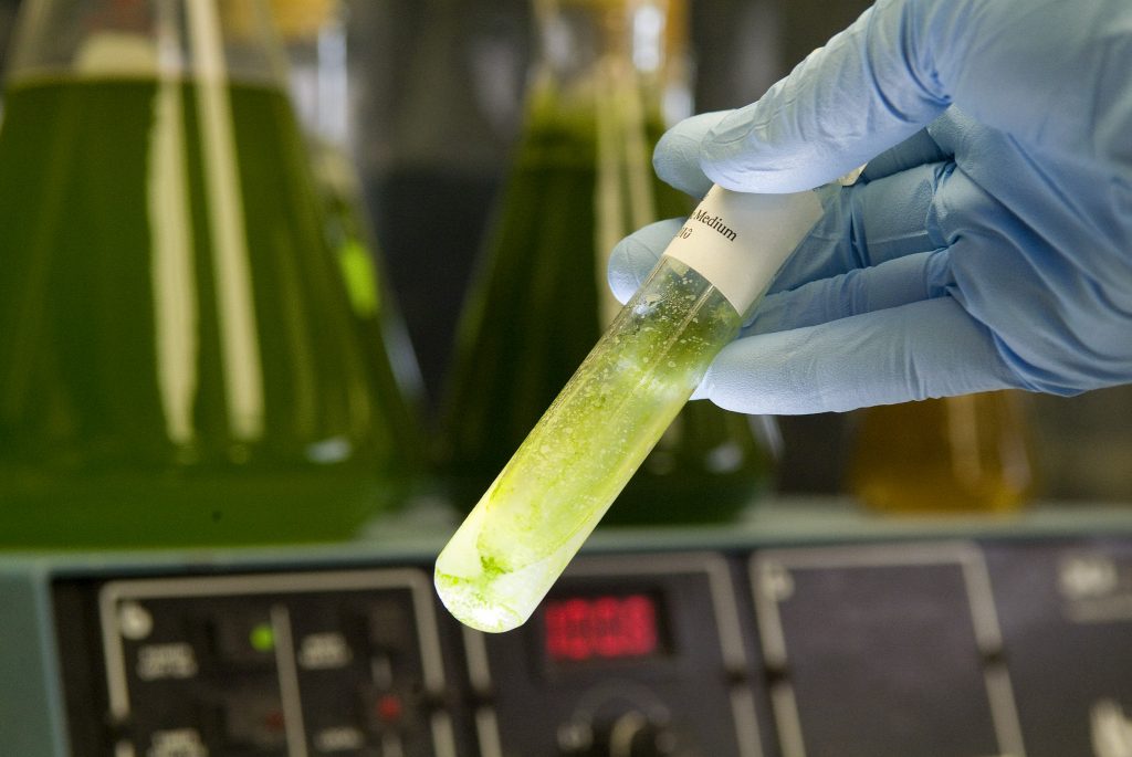 Microalgae