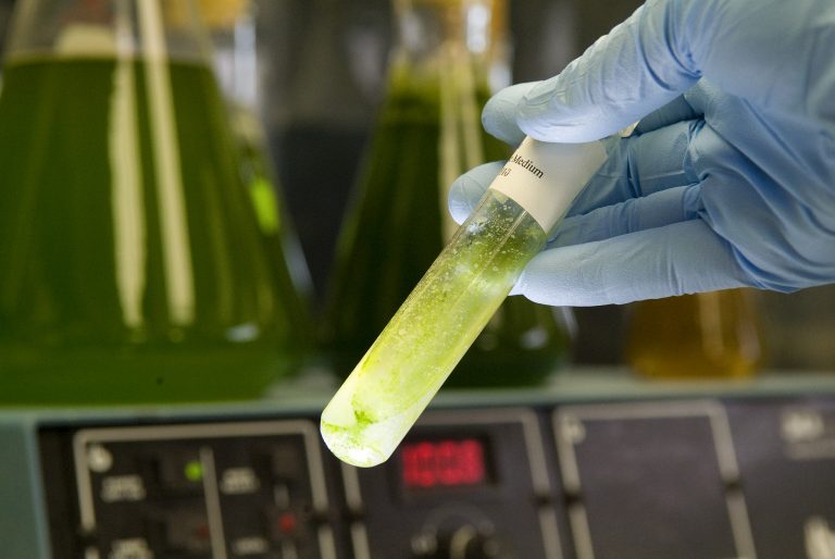 Microalgae